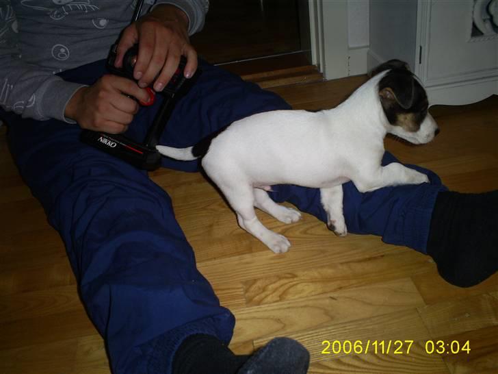 Jack russell terrier Johnson billede 9