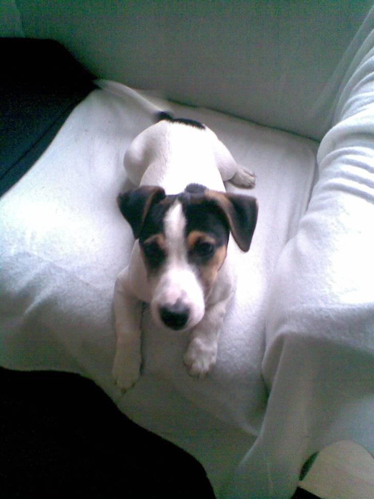 Jack russell terrier Johnson billede 10