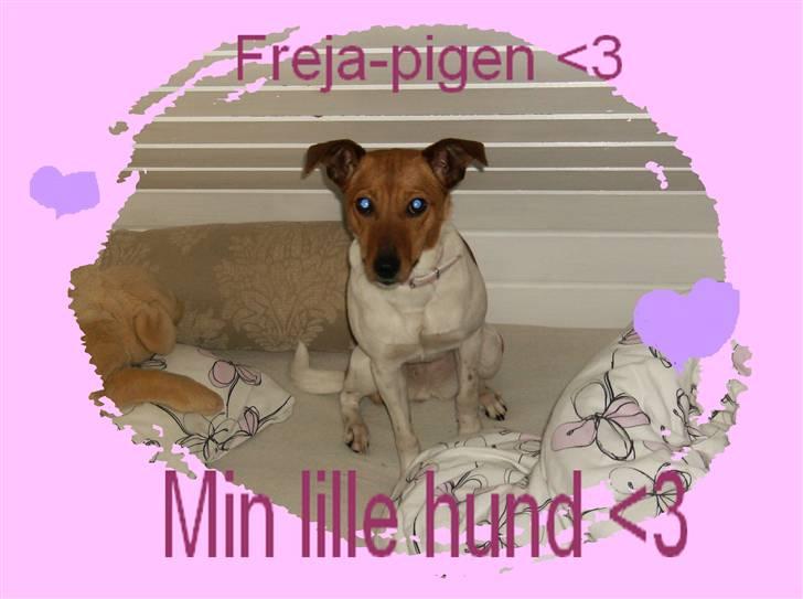 Dansk svensk gaardhund Freja ~min himmelhund - aflivet pga. kræft~ - Et redigeret billede af den dejlige Freja<3 billede 16