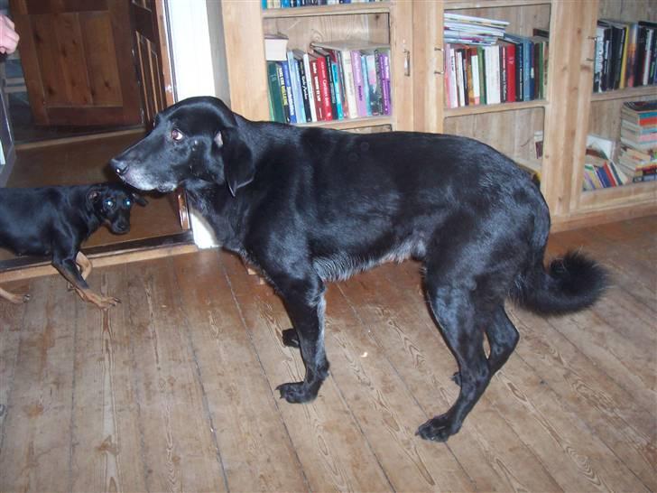 Blanding af racer Meeko R.I.P.  billede 1