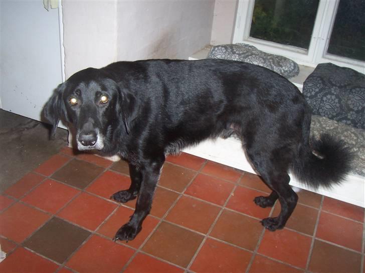 Blanding af racer Meeko R.I.P.  billede 2