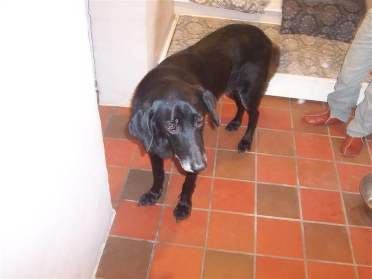Blanding af racer Meeko R.I.P.  billede 5