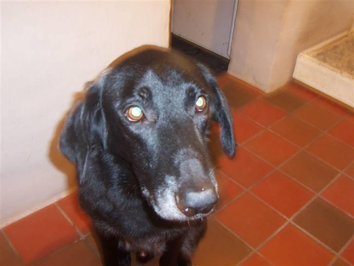 Blanding af racer Meeko R.I.P.  billede 6