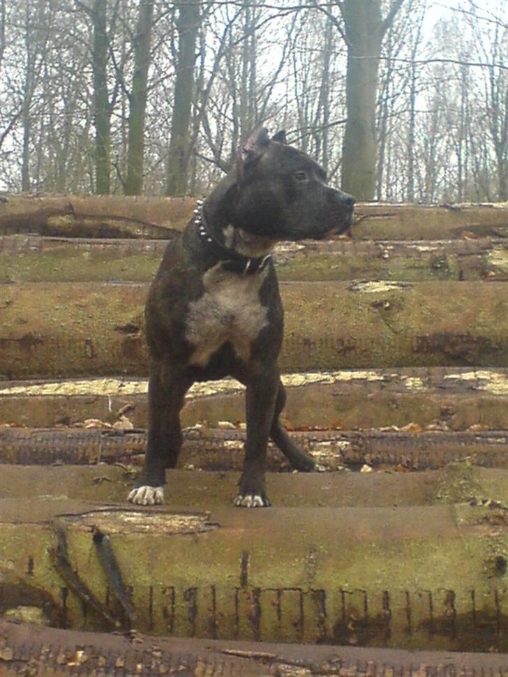 Amerikansk staffordshire terrier Cezar  - bare kald mig kongen :-) billede 17