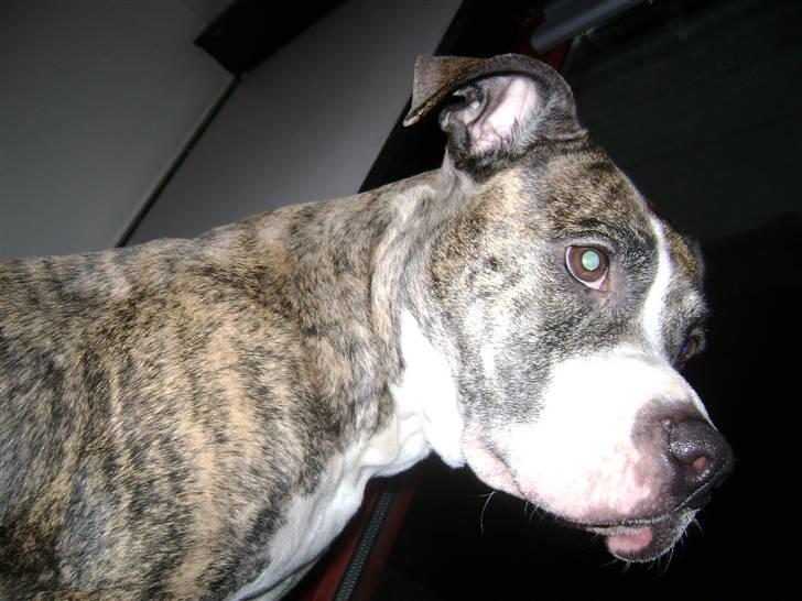 Amerikansk staffordshire terrier xena billede 9