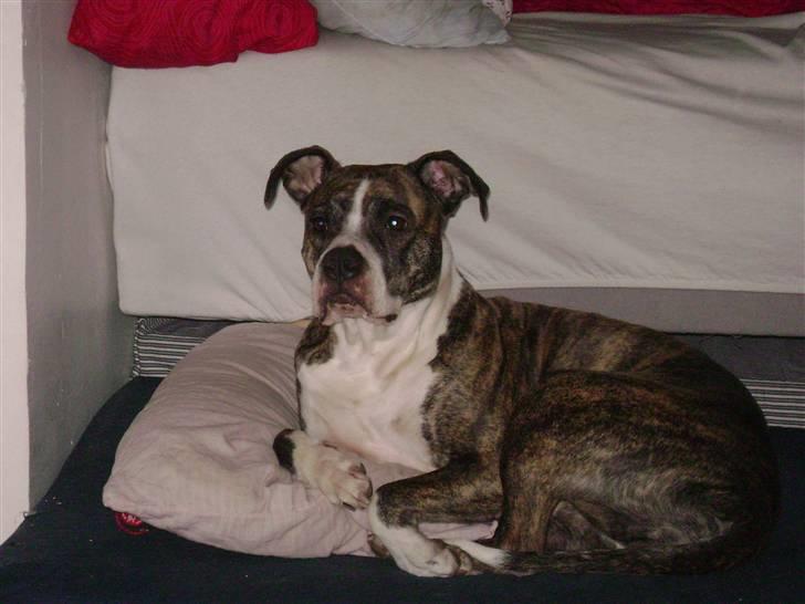 Amerikansk staffordshire terrier xena billede 10