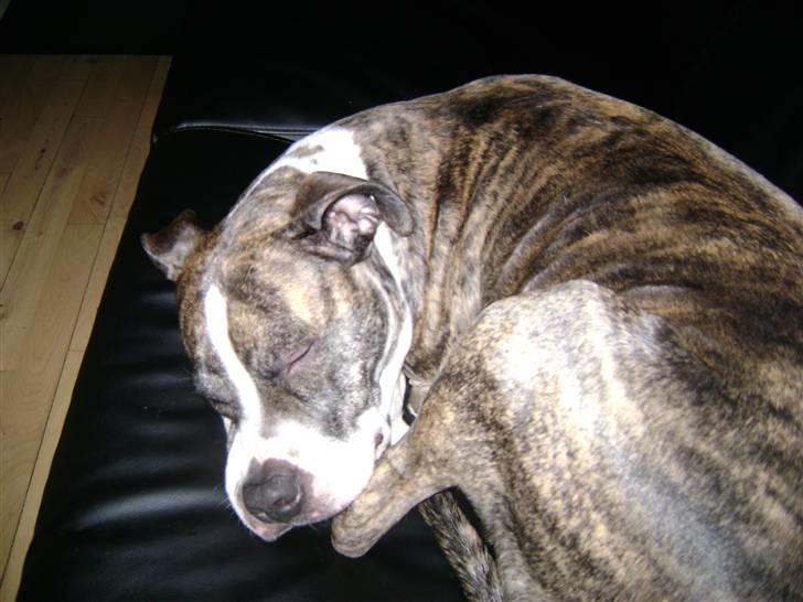 Amerikansk staffordshire terrier xena billede 11