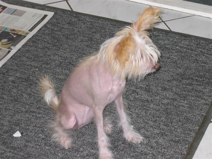 Chinese crested hårløs Dee-dee billede 6