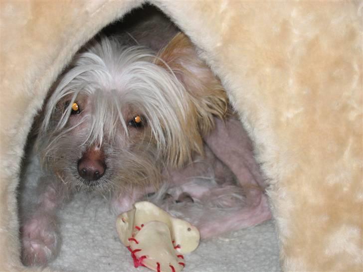 Chinese crested hårløs Dee-dee billede 7
