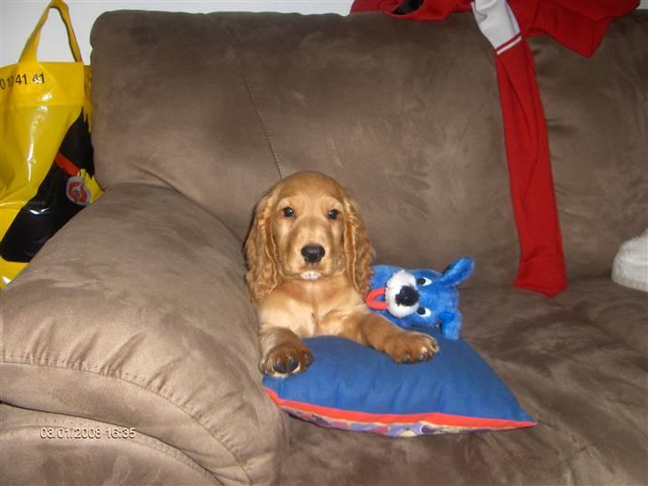 Cocker spaniel Zeus billede 1