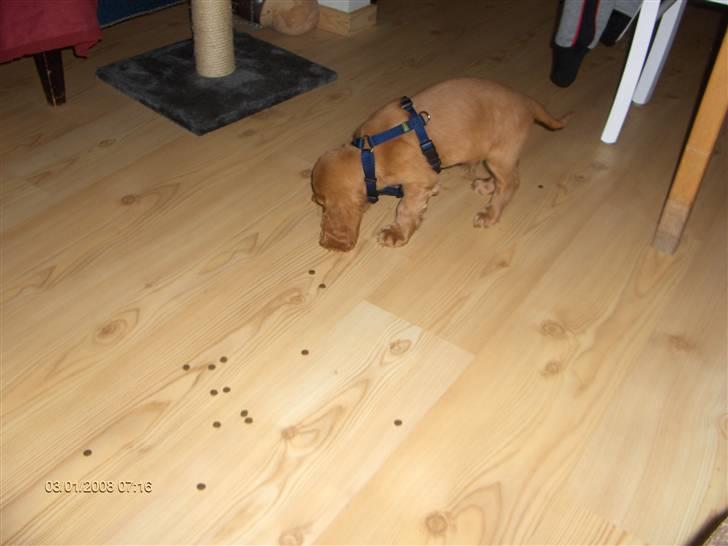 Cocker spaniel Zeus billede 2