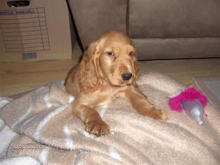 Cocker spaniel Zeus billede 3