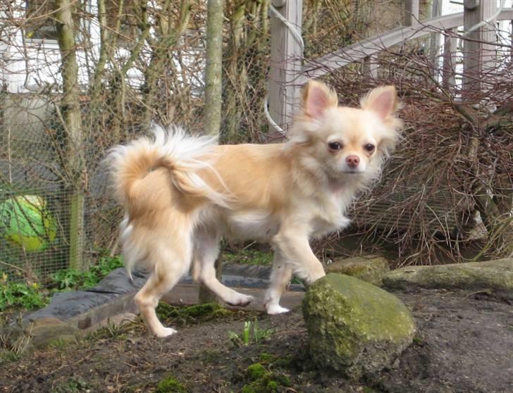 Chihuahua Tula *ArosInnovationAida* (himmelhund) - træf april 2009 billede 20