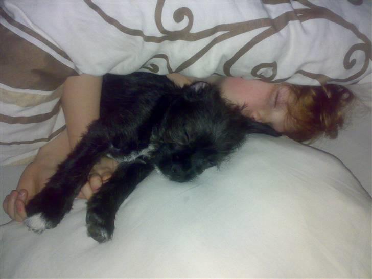 Blanding af racer mulle - elsker at putte billede 3