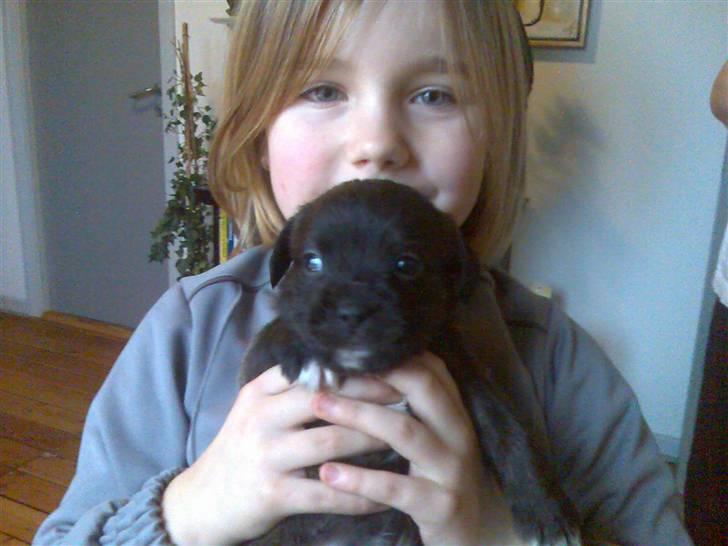 Blanding af racer mulle - da vi hentede hende billede 6