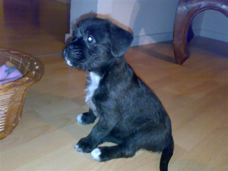 Blanding af racer mulle billede 7