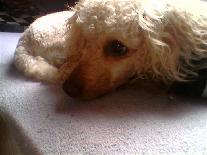 Mellempuddel Pluto - Er han ikke dejlig..? :) billede 7