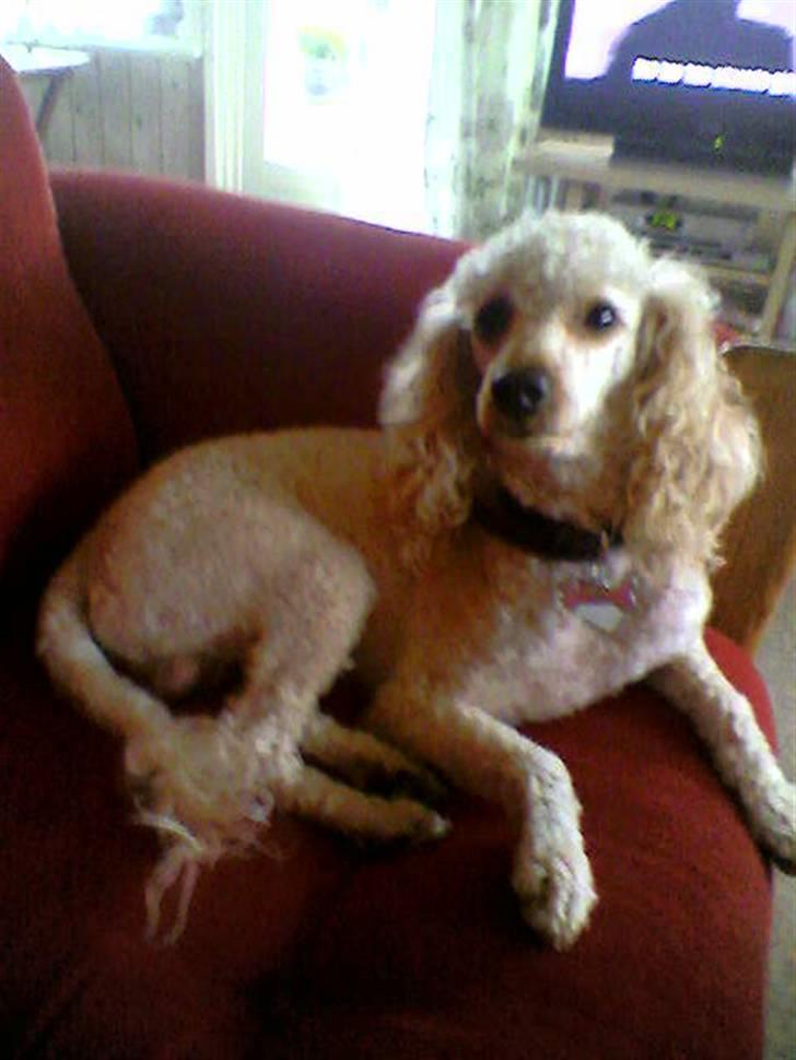 Mellempuddel Pluto billede 8