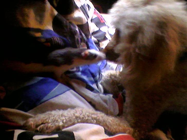 Mellempuddel Pluto - Pluto og rotten Ludvig, mysser.. Ludvig er en pige.. :;) hi hi.. billede 9