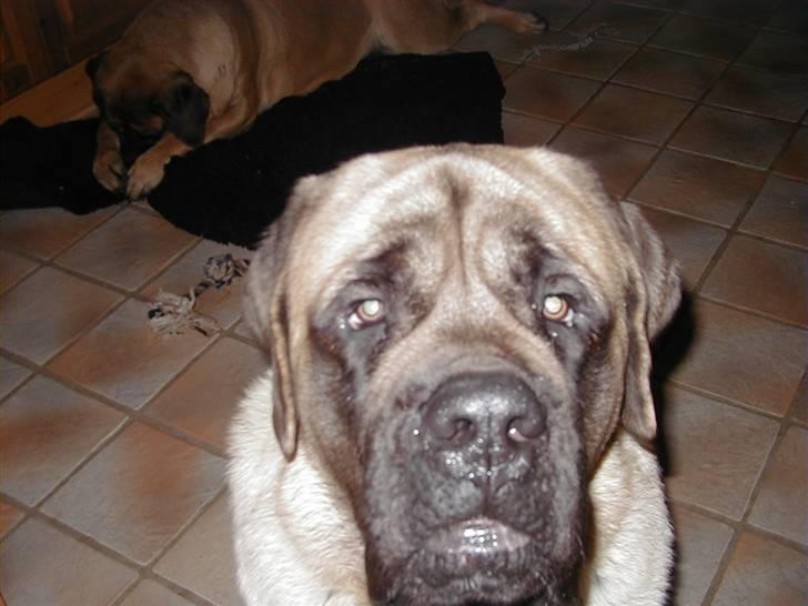 Mastiff guffi billede 11