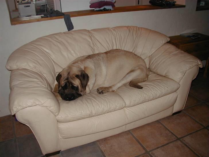 Mastiff guffi billede 12