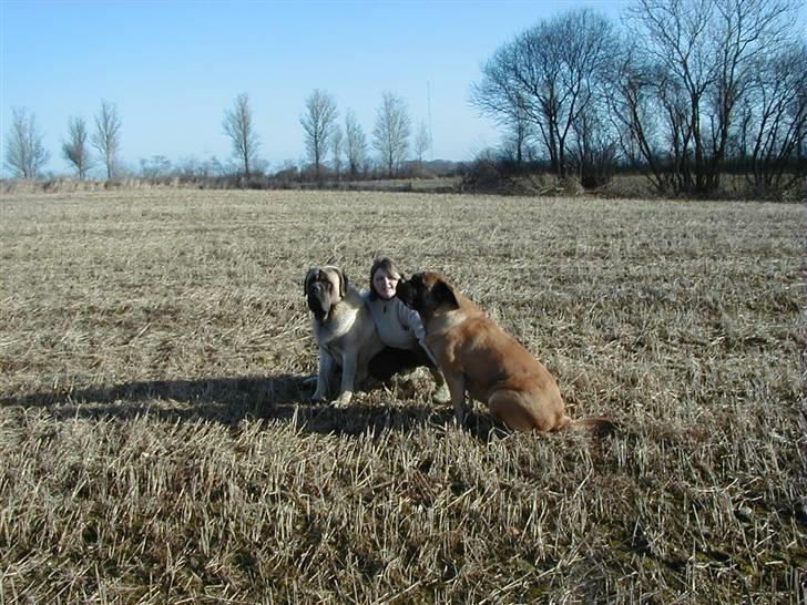 Mastiff guffi billede 13