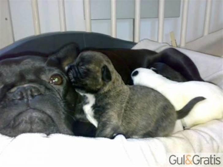 Blanding af racer mulle - her er hun sammen med sin mor billede 9