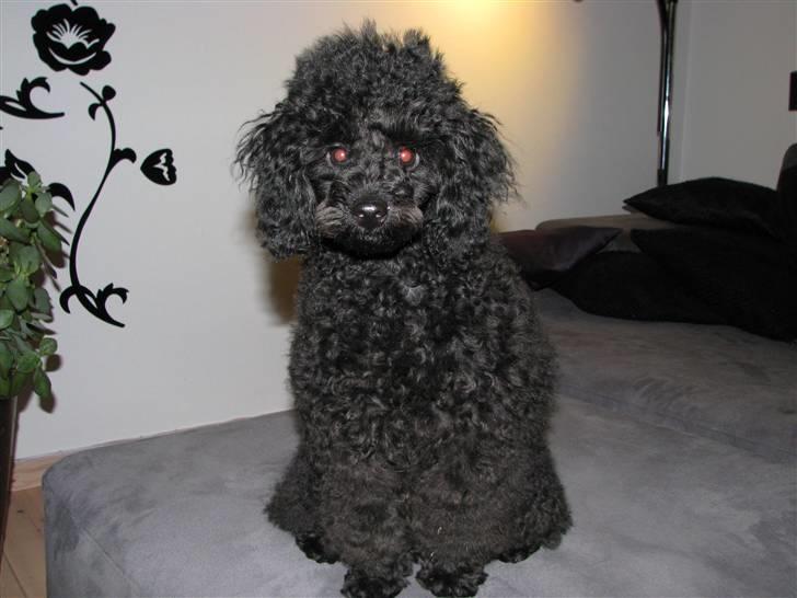 Dværgpuddel Enzo - ½ år gammel billede 19