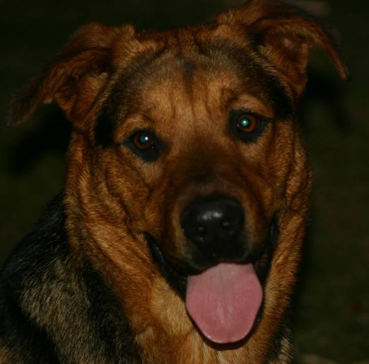 Blanding af racer Tinka - Fotomodellpigen Tinka billede 1