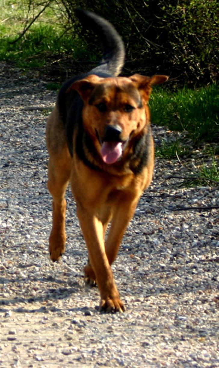 Blanding af racer Tinka billede 2