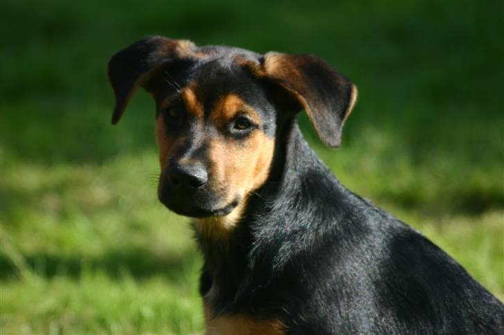 Blanding af racer Tinka - Tinka som hvalp sommeren 2006 billede 3