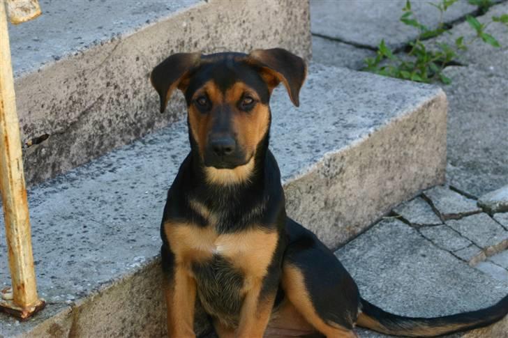 Blanding af racer Tinka - Tinka vogter indgangen allerede som hvalp billede 4