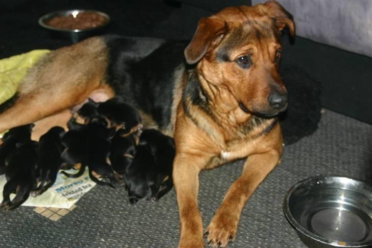 Blanding af racer Tinka - Tænk at se så flot ud midt i fødsel...Stolt nybagt mor billede 5
