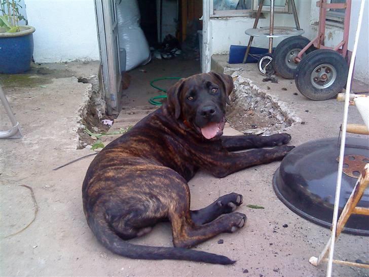 Blanding af racer Loke - ligger lige og chiller.... billede 1