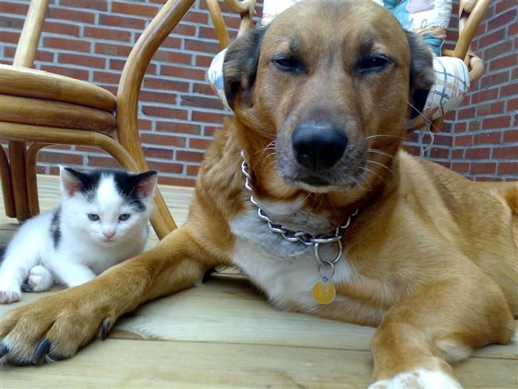 Blanding af racer Vabbe billede 13