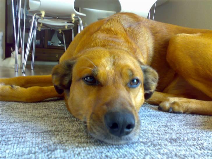 Blanding af racer Vabbe billede 14