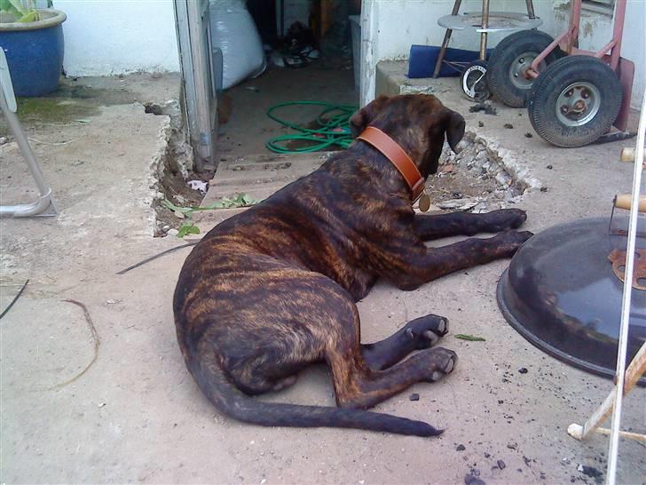 Blanding af racer Loke - pyha det er varmt... billede 2