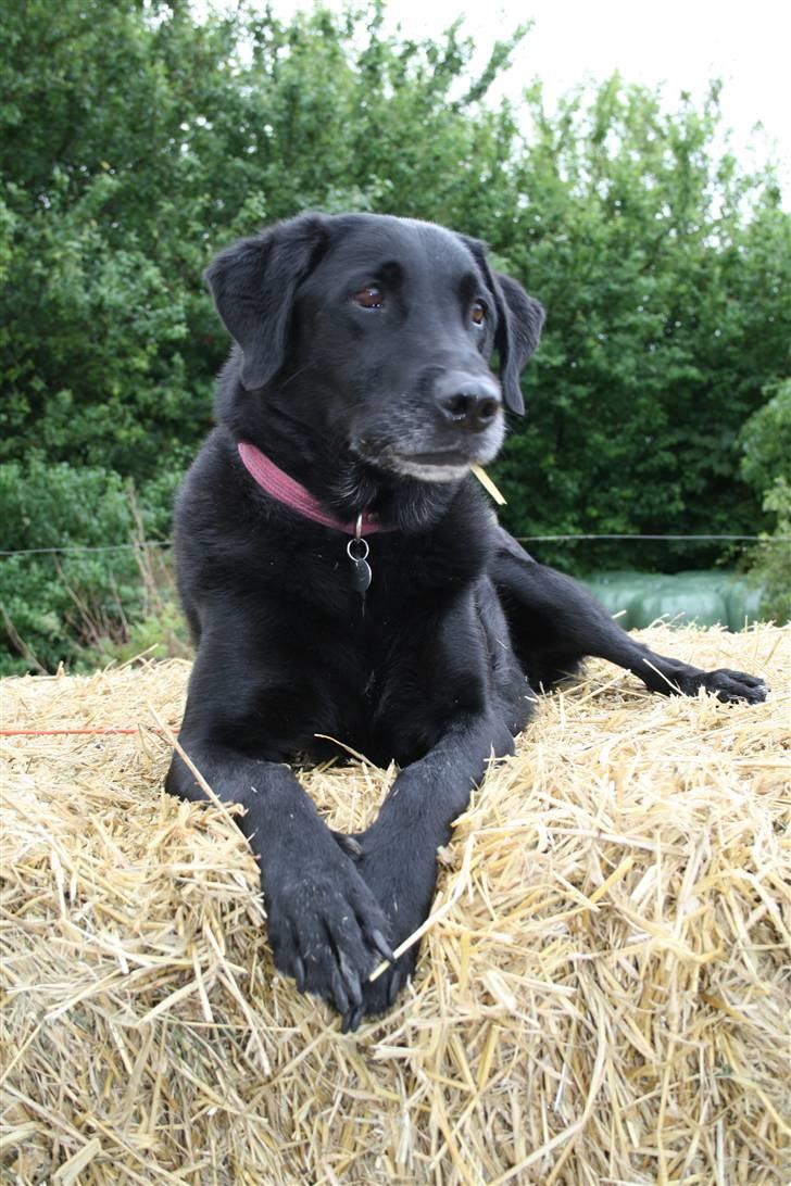 Labrador retriever Sofus R.I.P billede 14