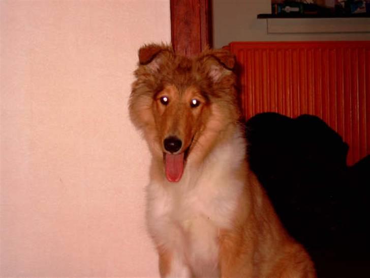 Collie langhåret Bibi - Her er Bibi ca. 5 mdr. i denne periode er der ikke noget der passer sammen billede 6