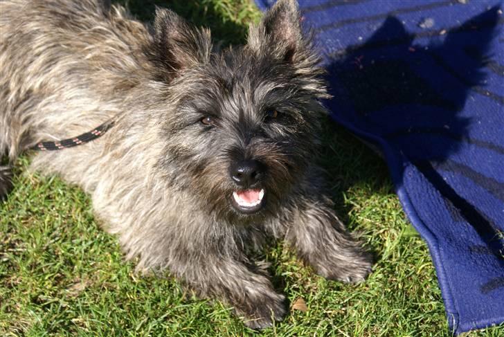 Cairn terrier charlie - En dejlig sommer dag, og jeg får masser af opmærksomhed. LÆKKERT! billede 1