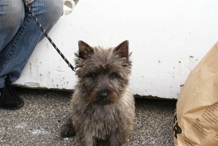 Cairn terrier charlie - Jeg KAN altså godt sidde stille. billede 2