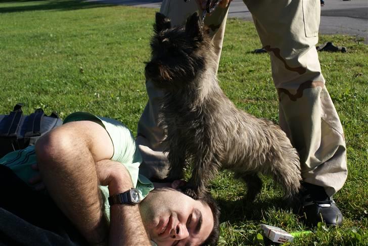 Cairn terrier charlie - HAHA, jeg er den stærkeste, far! billede 3