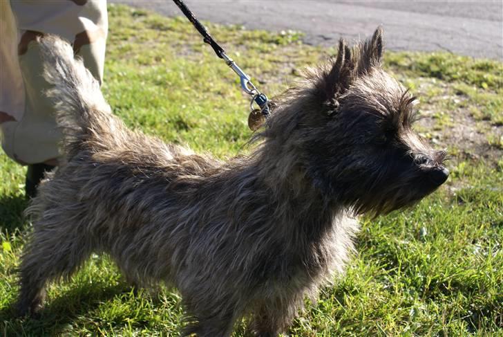 Cairn terrier charlie - sikke en flot holdning jeg har. billede 4