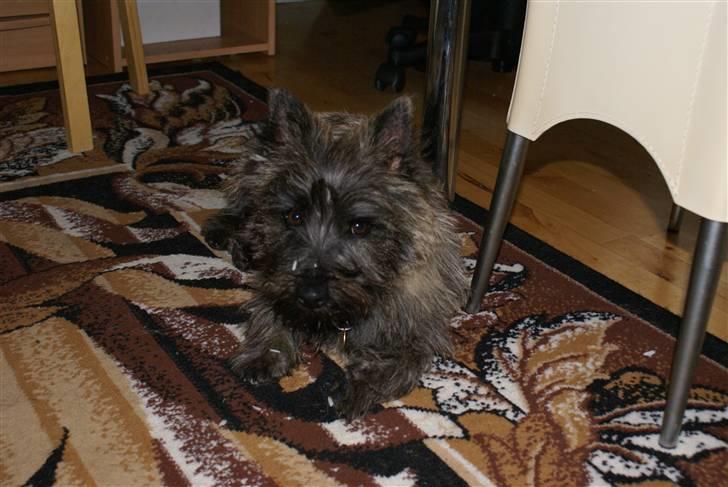 Cairn terrier charlie - har lige spist ris oh kylleing, pga min dårlige mave :-( billede 6