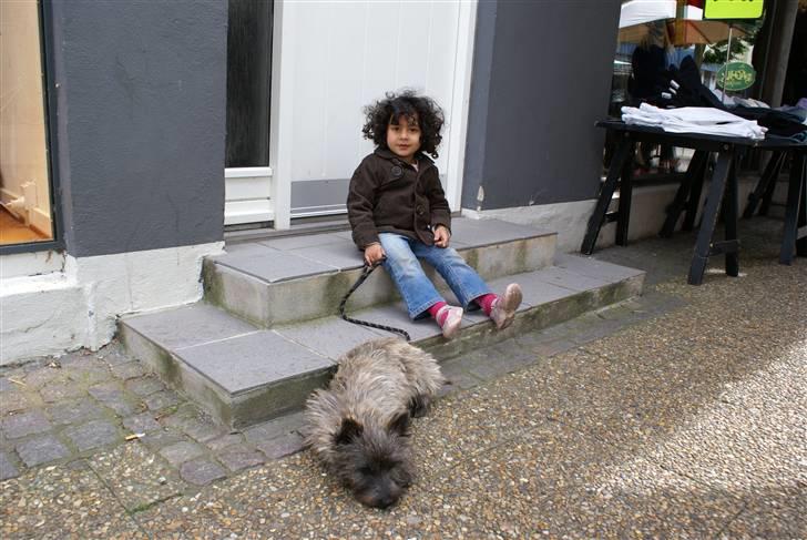 Cairn terrier charlie - børn er bare så udmattende! billede 7