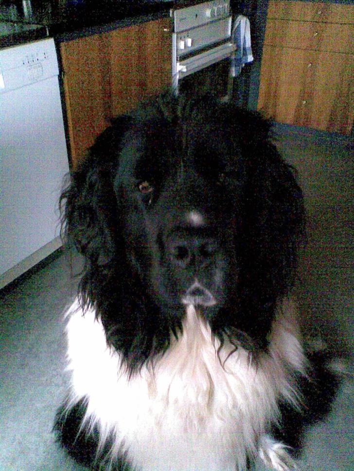 Newfoundlænder Frøken billede 1