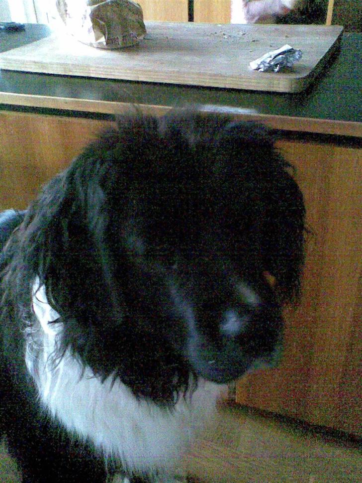 Newfoundlænder Frøken billede 2