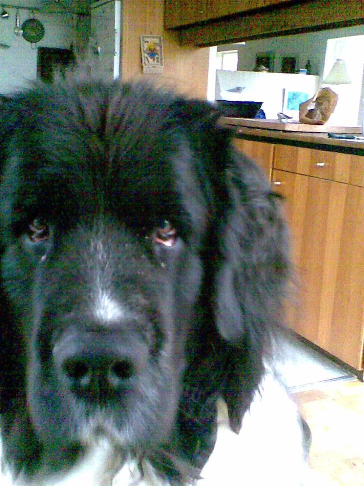 Newfoundlænder Frøken billede 3