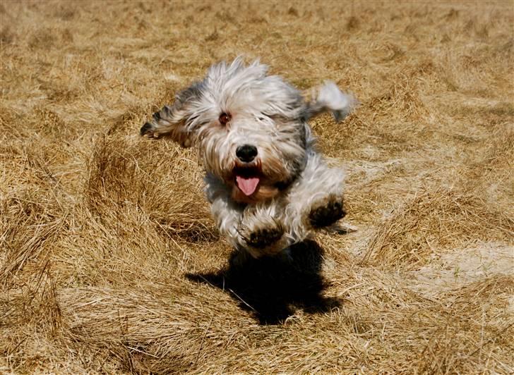 Petit basset griffon wendéen Uhlanias Carla - Carla pigen (: Hvor ser hun cute ud <3 billede 1