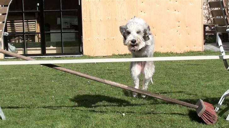 Petit basset griffon wendéen Uhlanias Carla - Carla som springer ca. 60 cm. Carla 5 år. billede 2